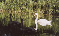 AstroPhethean / Photo / swans