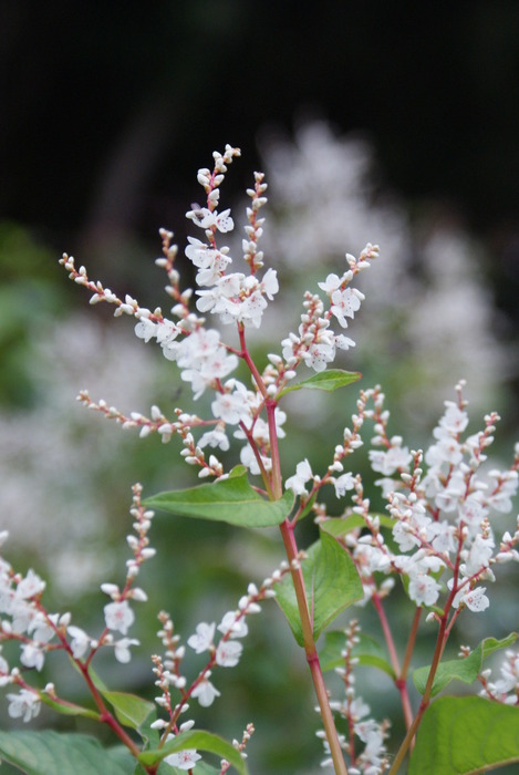 AstroPhethean / Photos / flower