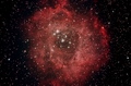 DaveSexton / Photos / Rosette