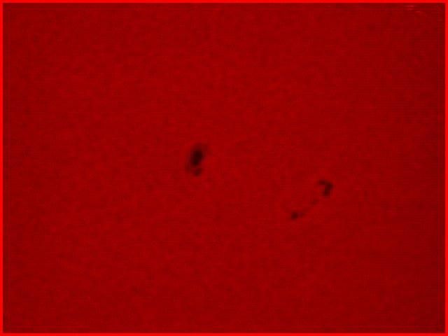 Robbo / Photos / Sunspot 1005 2008 10 12 1334UT Ha
