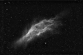 Stevel / Photos / NGC1499 in Ha