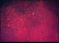 Tim / Photos / Elephant Nebula and Friends