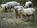 Tiny / Photos / sheepy