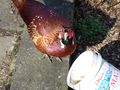 Tiny / Photos / Big Bird
