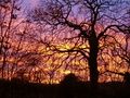 Tiny / Photos / sunset 20th nov08 3