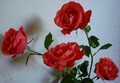Tiny / Photos / Roses 1