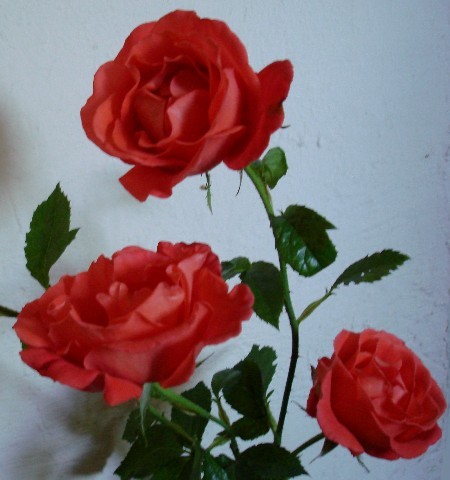 Tiny / Photos / roses2