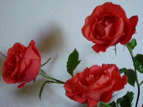 Tiny / Photos / rose3
