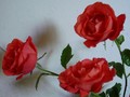 Tiny / Photo / rose3