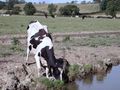 Tiny / Photos / mud