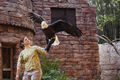 Viking / Photos / Bald eagle