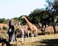 Viking / Photos / Giraffe