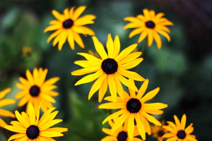 Viking / Photos / Yellow Daisy