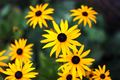Viking / Photos / Yellow Daisy