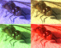 Viking / Photos / Dragonfly Warhol style