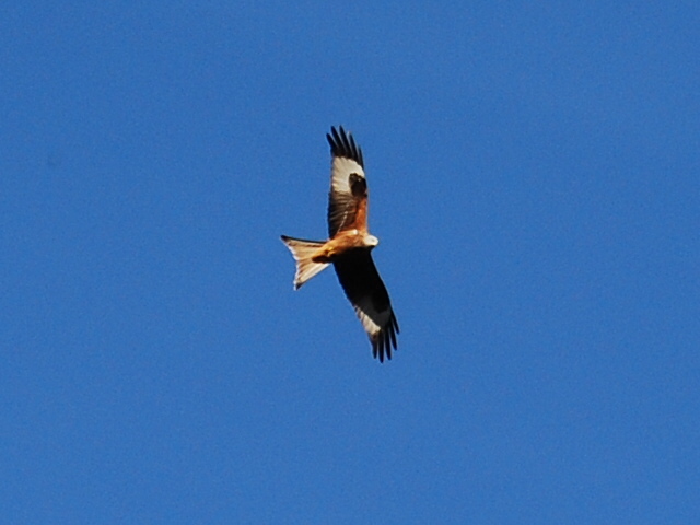 Wedge / Photos / Red Kite
