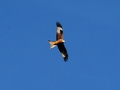Wedge / Photos / Red Kite