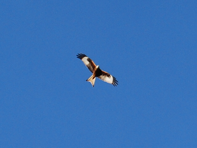 Wedge / Photos / Re Kite 2