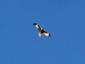 Wedge / Photos / Re Kite 2
