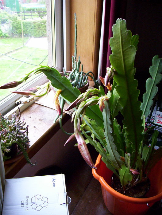 andyh / Photos / cactus 1