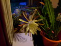 andyh / Photos / cactus 2