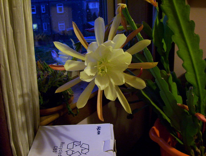 andyh / Photos / cactus 3