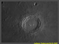 ant / Photo / Copernicus