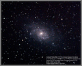 ant / Photo / M33