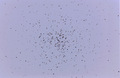 astroeddie / Photo / M 37 inverted