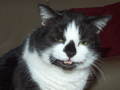 gary1968 / Photos / Cat