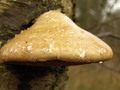 jgs001 / Photo / treefungus