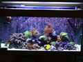jonifive / Photos / Aqua Medic Perc 120