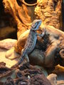 jonifive / Photos / Bearded Dragon