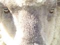 lightbucket / Photos / sheep