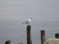 lightbucket / Photos / seagull
