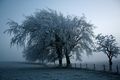 ngc2403 / Photo / A tree in fog