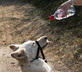 peonic / Photos / Thirsty