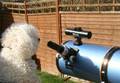 proflight2000 / Photo / alfie the dog