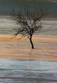 psychobilly / Photos / tree