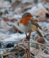psychobilly / Photos / Robin