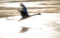 psychobilly / Photos / Swan1