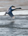 psychobilly / Photos / Swan2