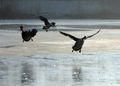 psychobilly / Photos / Geese1