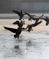 psychobilly / Photos / Geese2