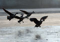 psychobilly / Photos / Geese3