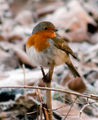 psychobilly / Photos / Robin From Raw