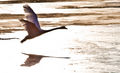 psychobilly / Photos / Swan1 from Raw