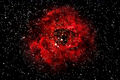 robindurant / Photo / Rosette