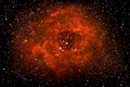 robindurant / Photo / rosette