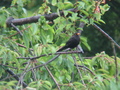 themos / Photos / Turdus Merula - Blackbird - male